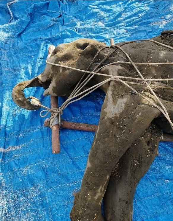 В Якутии нашли тело детёныша самого сохранившегося мамонта