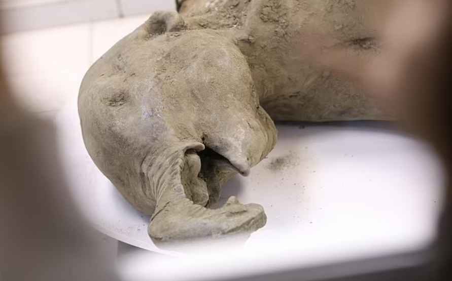В Якутии нашли тело детёныша самого сохранившегося мамонта