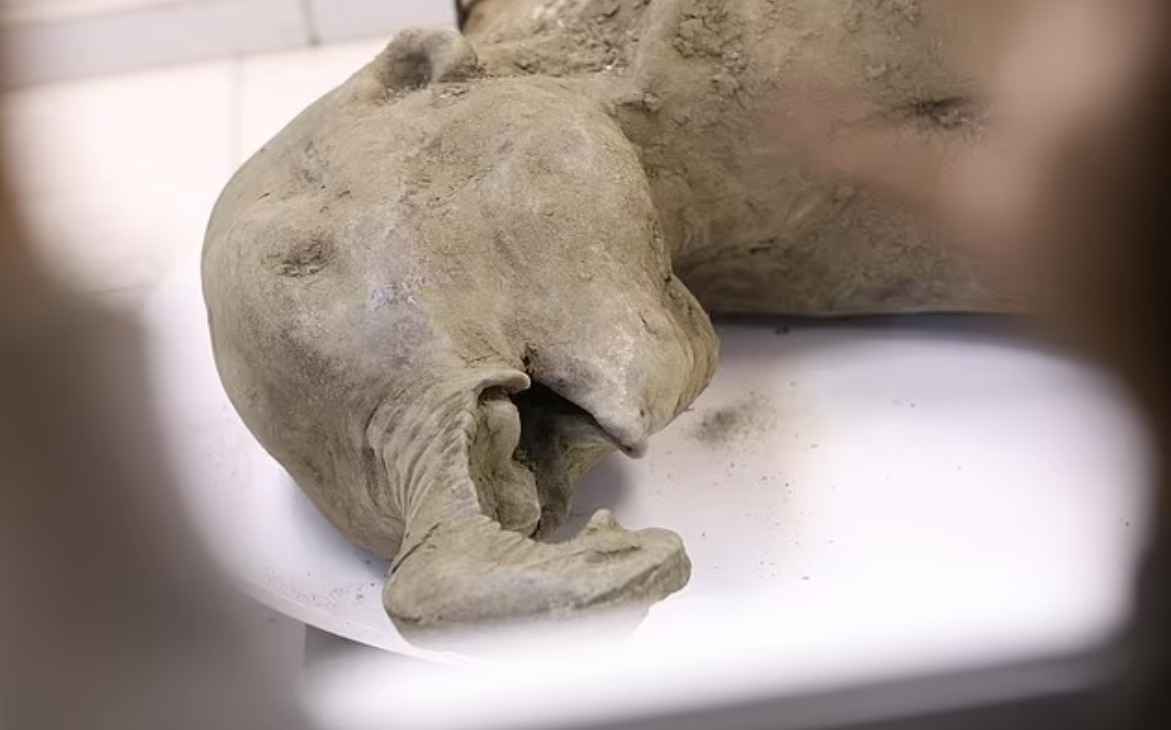 В Якутии нашли тело детёныша самого сохранившегося мамонта