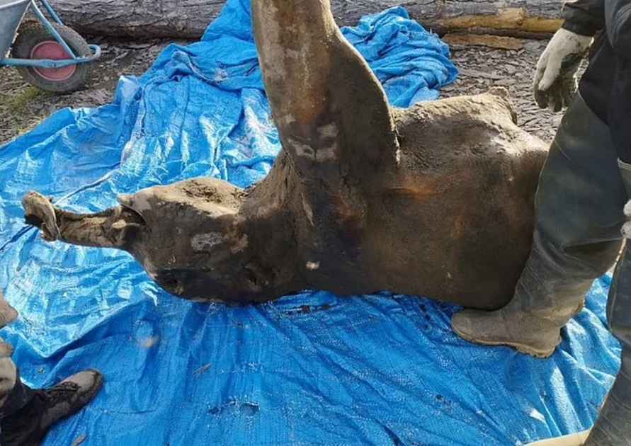 В Якутии нашли тело детёныша самого сохранившегося мамонта