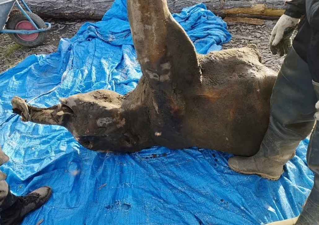 В Якутии нашли тело детёныша самого сохранившегося мамонта