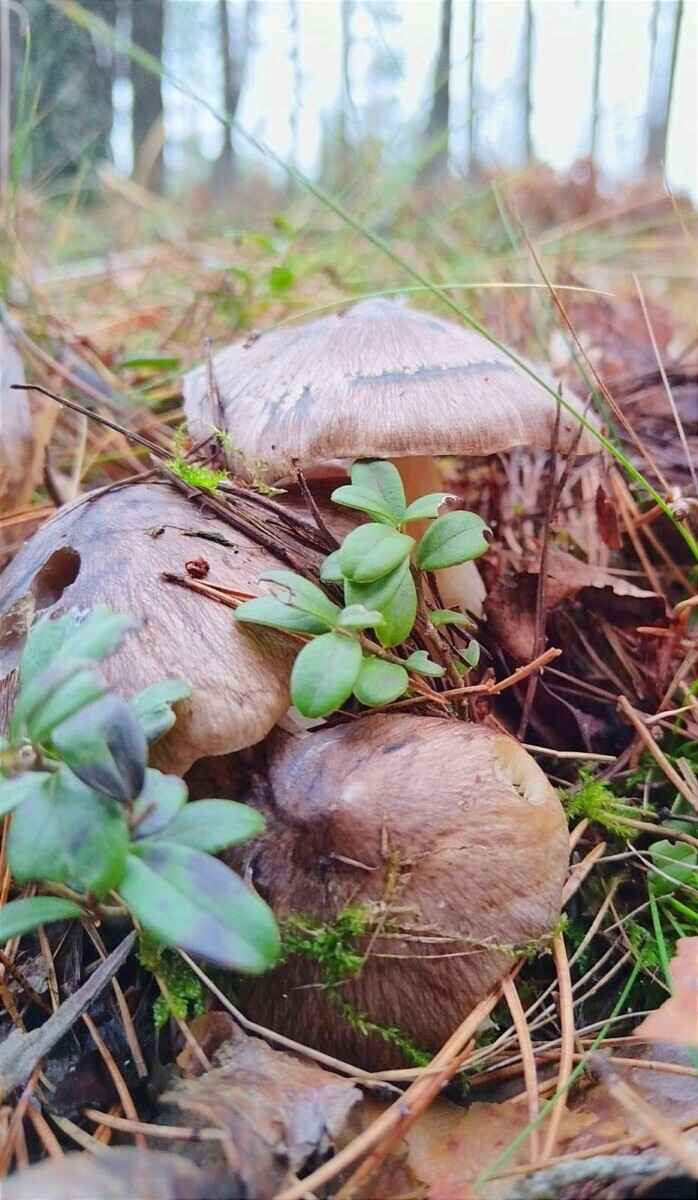 «А подснежников не набрали?» - Белорусы похвастались полными корзинами грибов 1 декабря. Вот какие 6 видов ещё можно найти