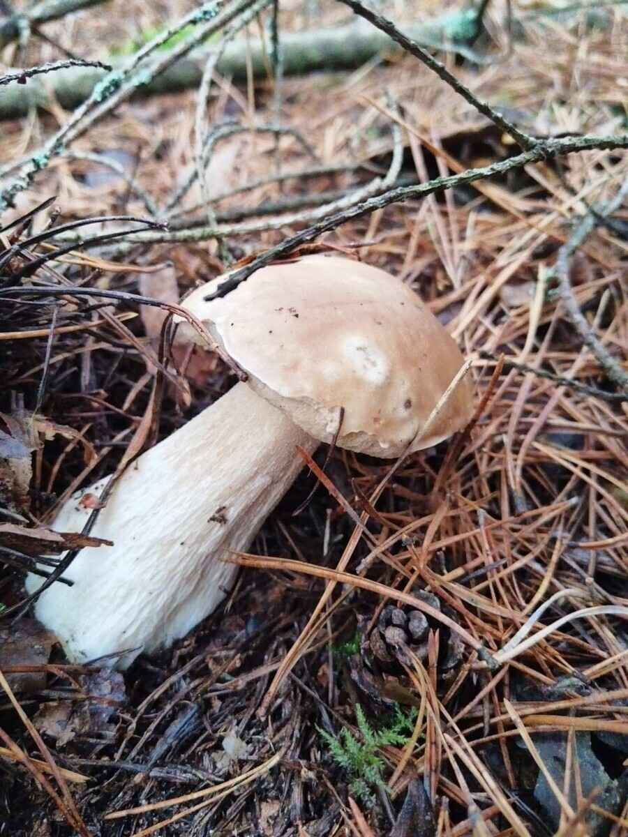 «А подснежников не набрали?» - Белорусы похвастались полными корзинами грибов 1 декабря. Вот какие 6 видов ещё можно найти