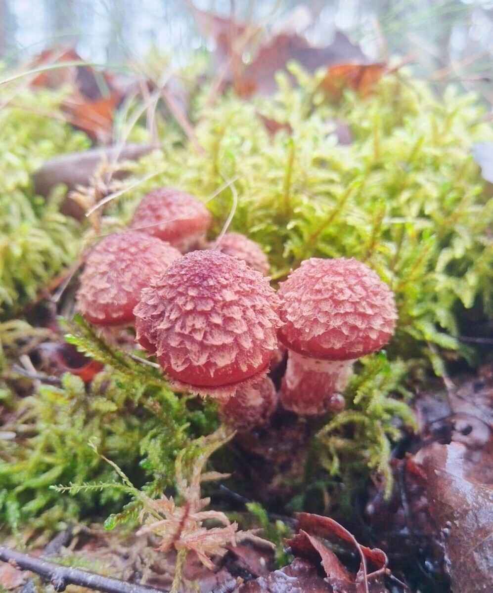 «А подснежников не набрали?» - Белорусы похвастались полными корзинами грибов 1 декабря. Вот какие 6 видов ещё можно найти