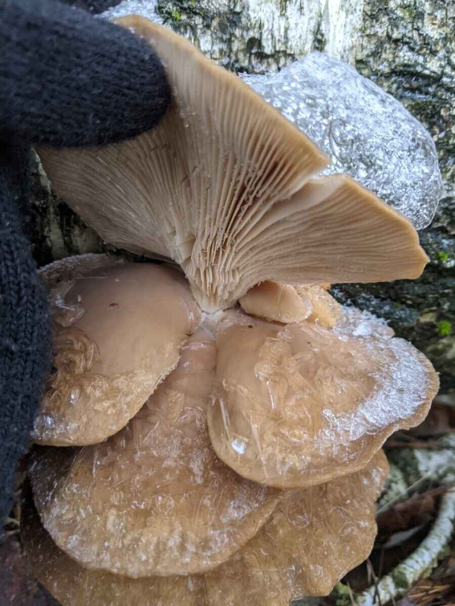 Боровики пошли уже? - Белорусы похвалились, какие грибы собирают в декабре