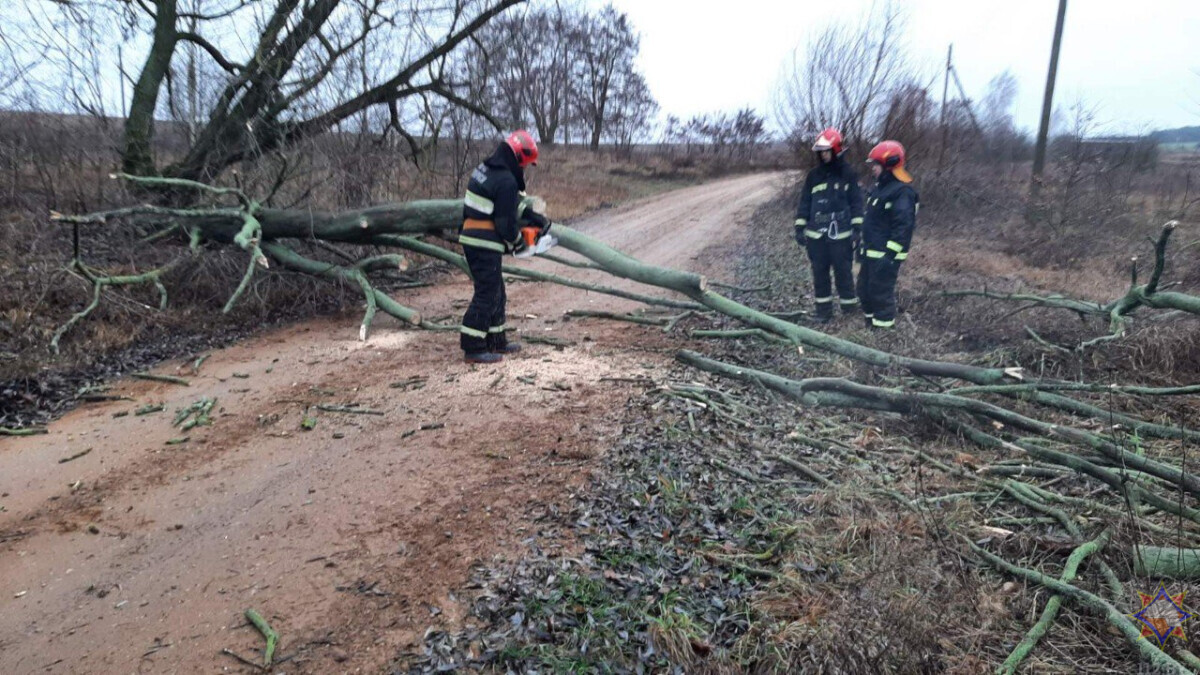 Не только упавшие елки. В МЧС назвали количество населенных пунктов в Беларуси, пострадавших от непогоды