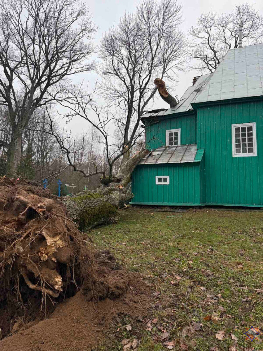 Не только упавшие елки. В МЧС назвали количество населенных пунктов в Беларуси, пострадавших от непогоды