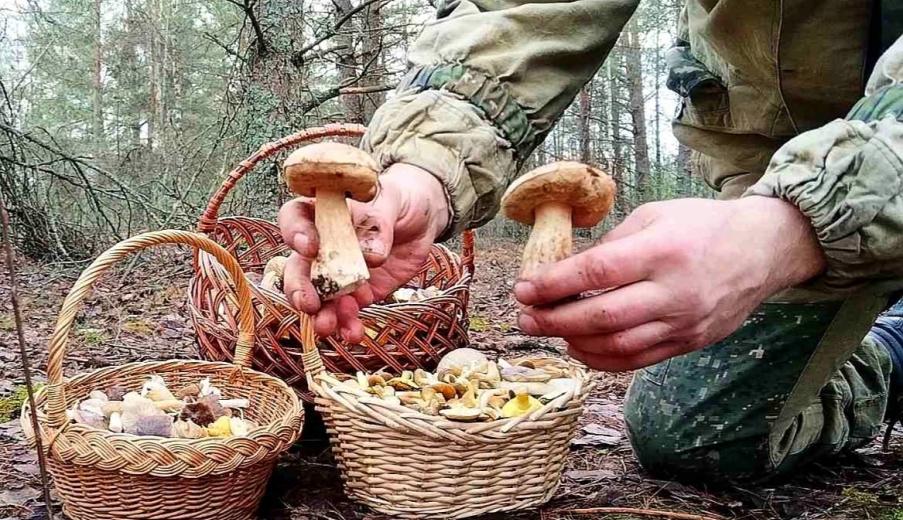 «А подснежников не набрали?» — Белорусы похвастались полными корзинами грибов 1 декабря. Вот какие 6 видов ещё можно найти