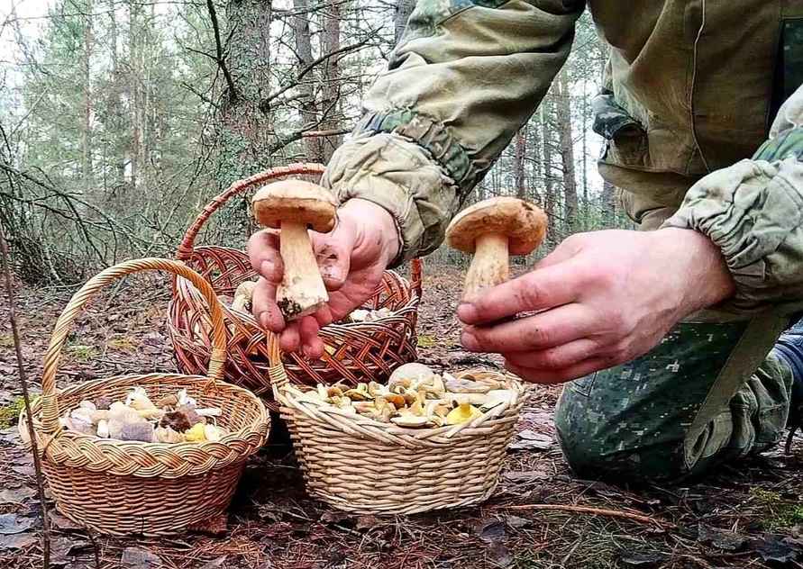 «А подснежников не набрали?» - Белорусы похвастались полными корзинами грибов 1 декабря. Вот какие 6 видов ещё можно найти