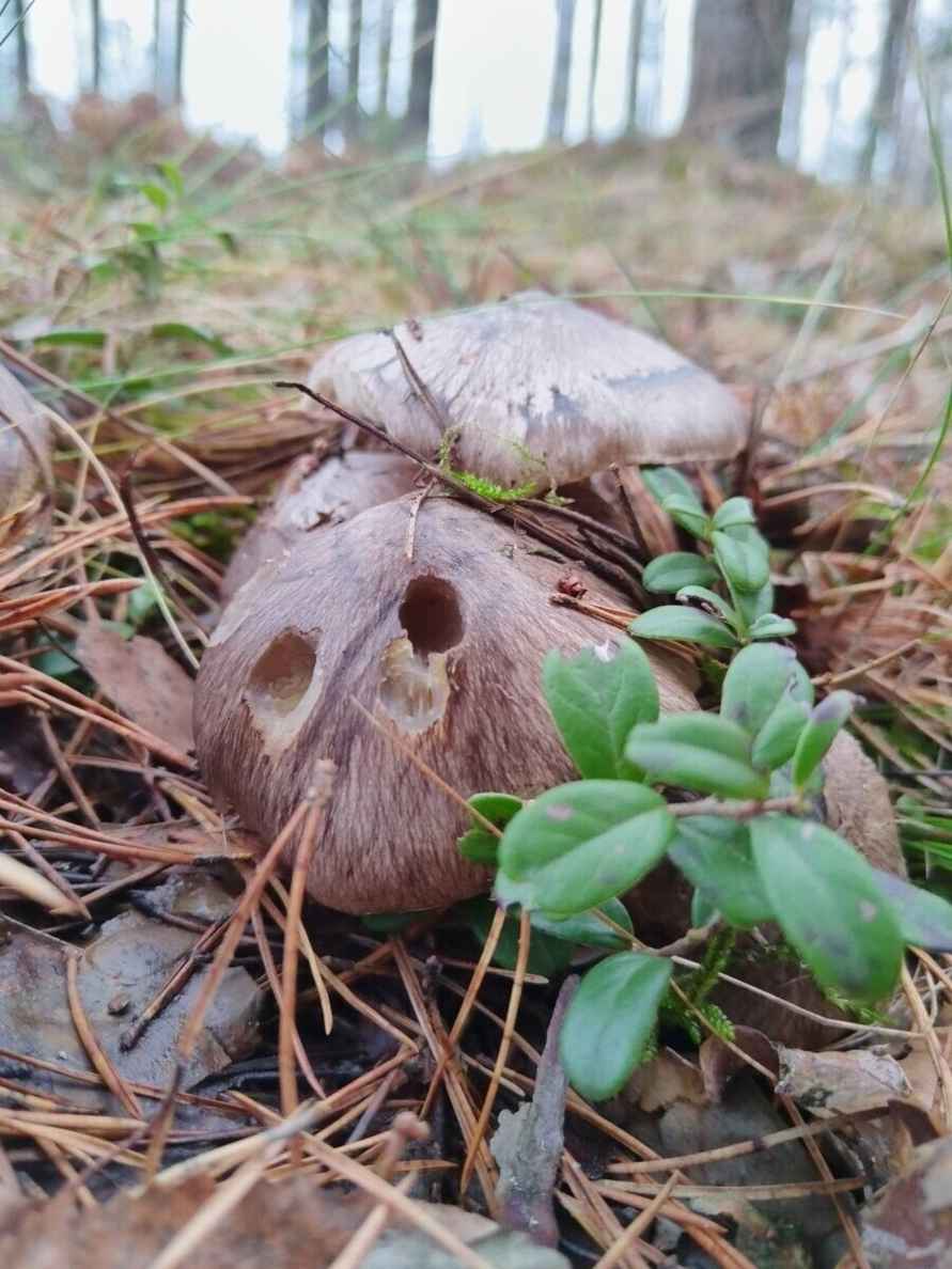«А подснежников не набрали?» - Белорусы похвастались полными корзинами грибов 1 декабря. Вот какие 6 видов ещё можно найти
