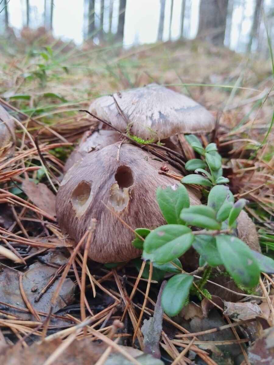 «А подснежников не набрали?» - Белорусы похвастались полными корзинами грибов 1 декабря. Вот какие 6 видов ещё можно найти