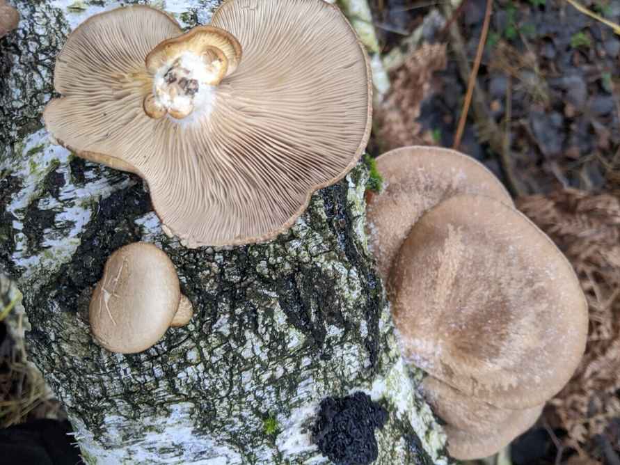 Боровики пошли уже? - Белорусы похвалились, какие грибы собирают в декабре