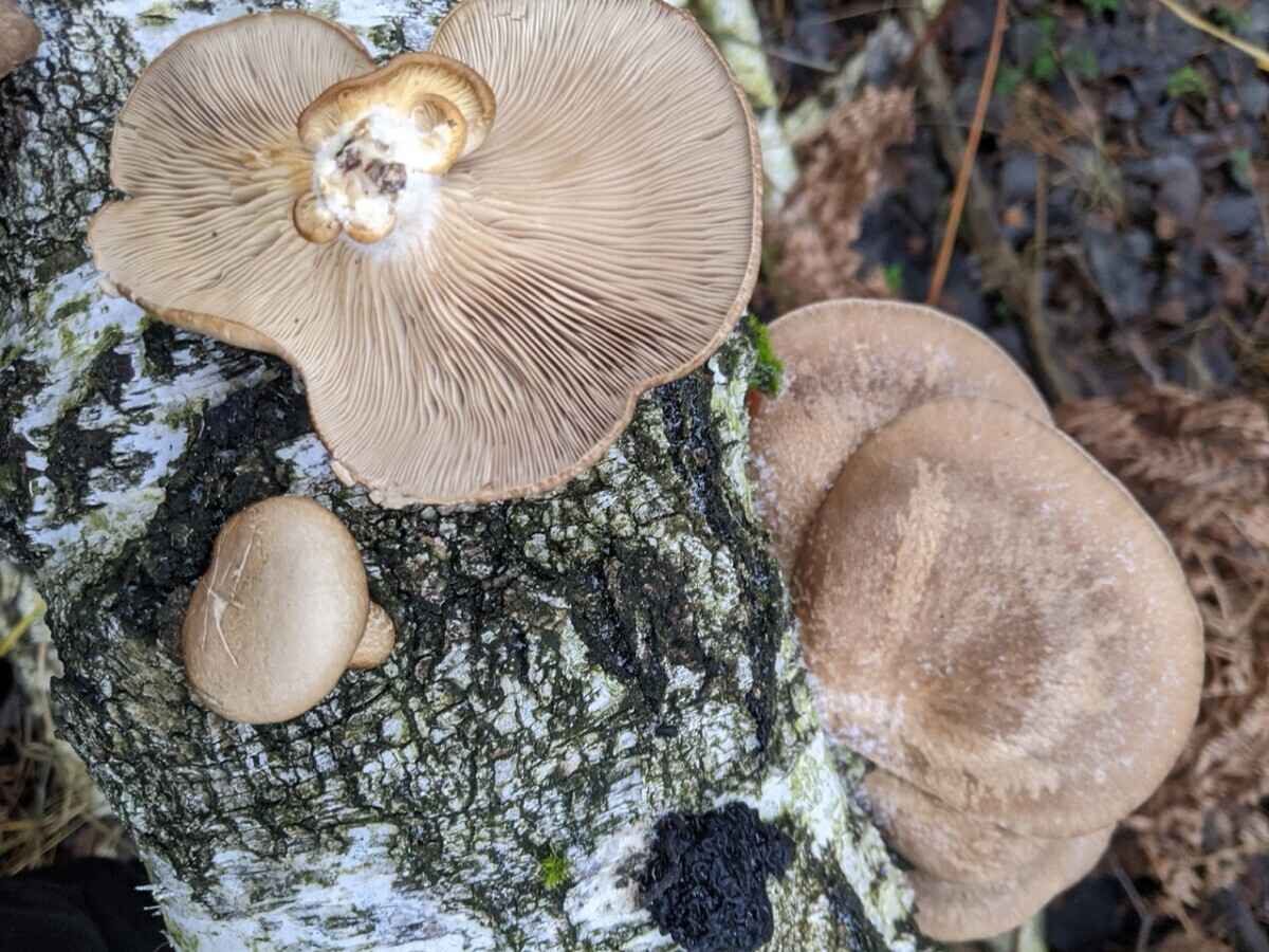 Боровики пошли уже? - Белорусы похвалились, какие грибы собирают в декабре