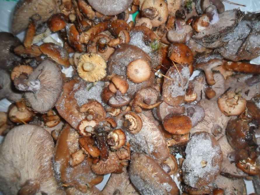 Боровики пошли уже? - Белорусы похвалились, какие грибы собирают в декабре