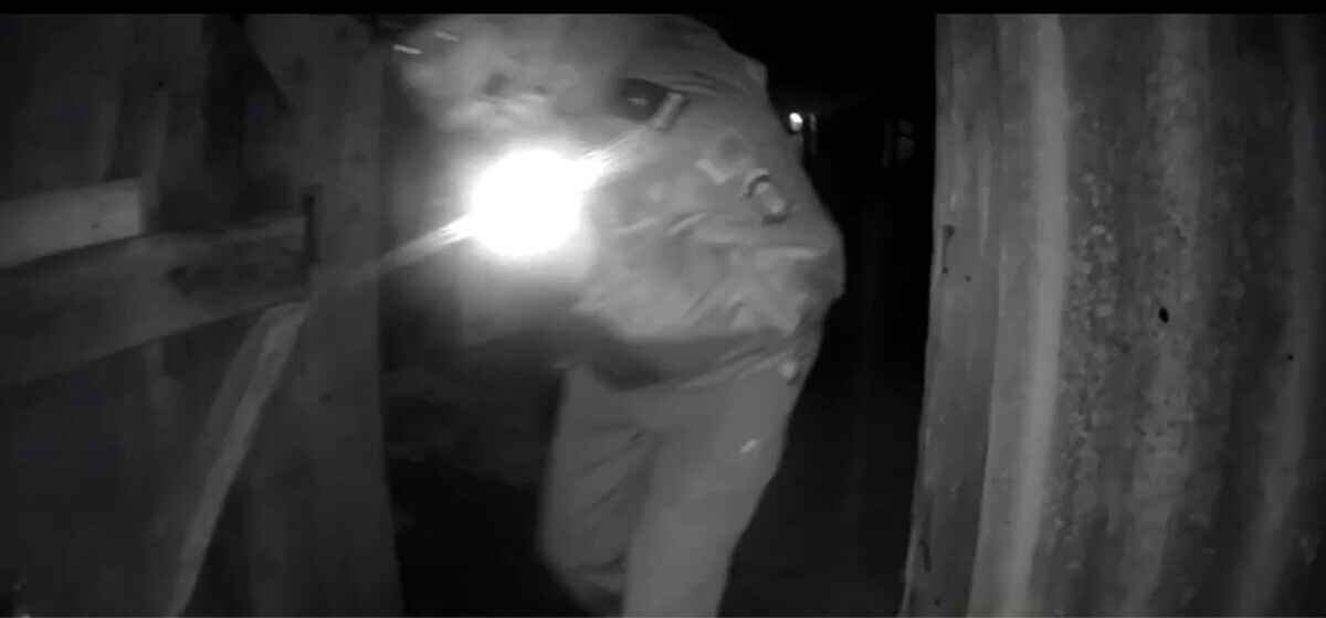 "Бегает по подворьям, бросается на собак" - В Брагинском районе волк напал на милиционеров