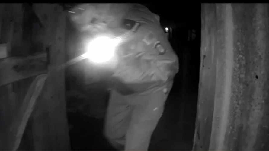 "Бегает по подворьям, бросается на собак" - В Брагинском районе волк напал на милиционеров