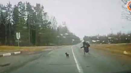 Штраф — 120 рублей. В Россонском районе женщину сбила машина, пока она пыталась забрать собаку с дороги