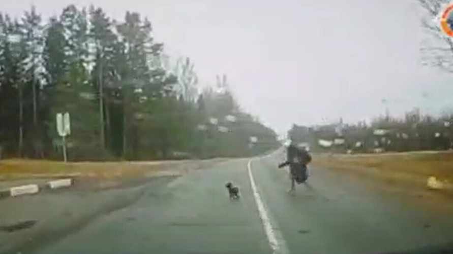 Штраф - 120 рублей. В Россонском районе женщину сбила машина, пока она пыталась забрать собаку с дороги