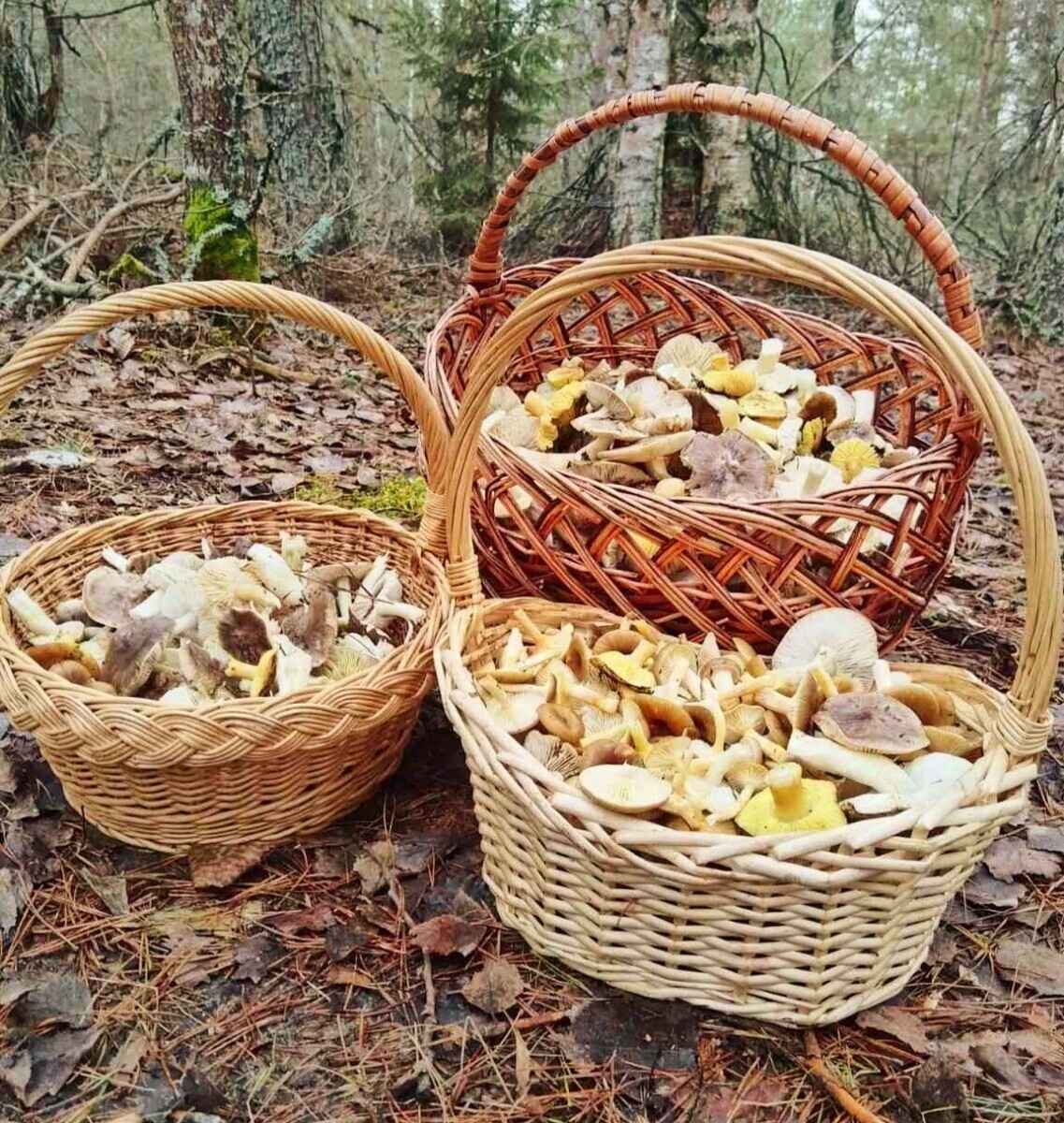 «А подснежников не набрали?» - Белорусы похвастались полными корзинами грибов 1 декабря. Вот какие 6 видов ещё можно найти