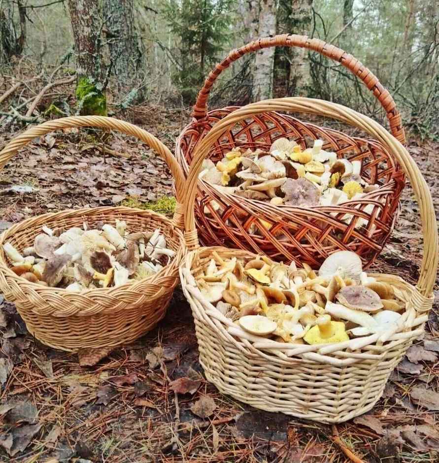 «А подснежников не набрали?» - Белорусы похвастались полными корзинами грибов 1 декабря. Вот какие 6 видов ещё можно найти