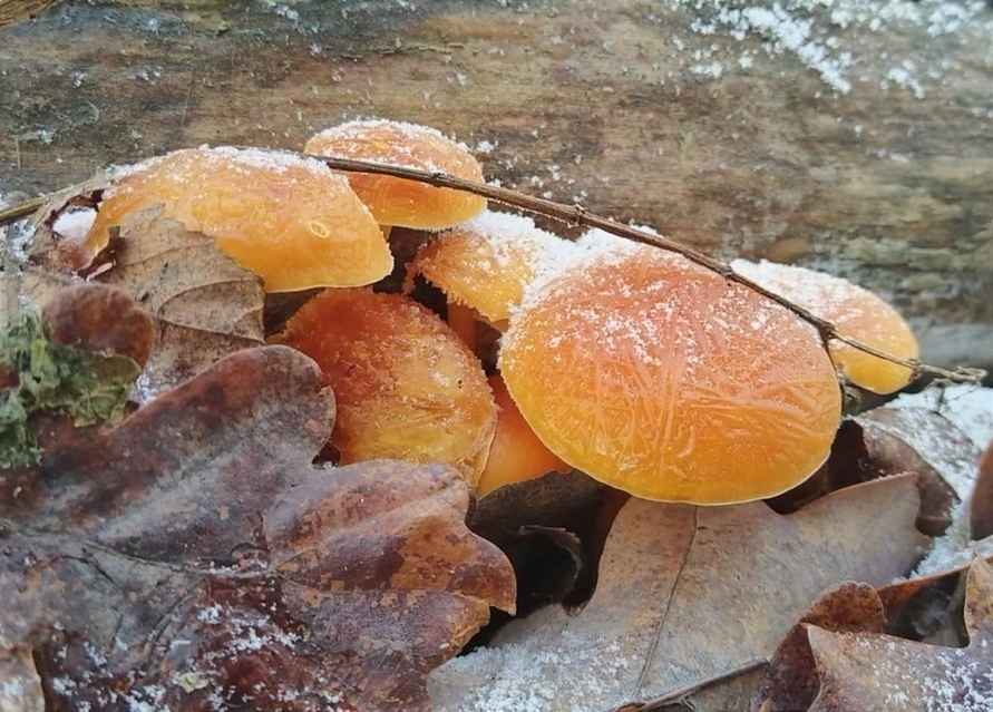 Боровики пошли уже? - Белорусы похвалились, какие грибы собирают в декабре