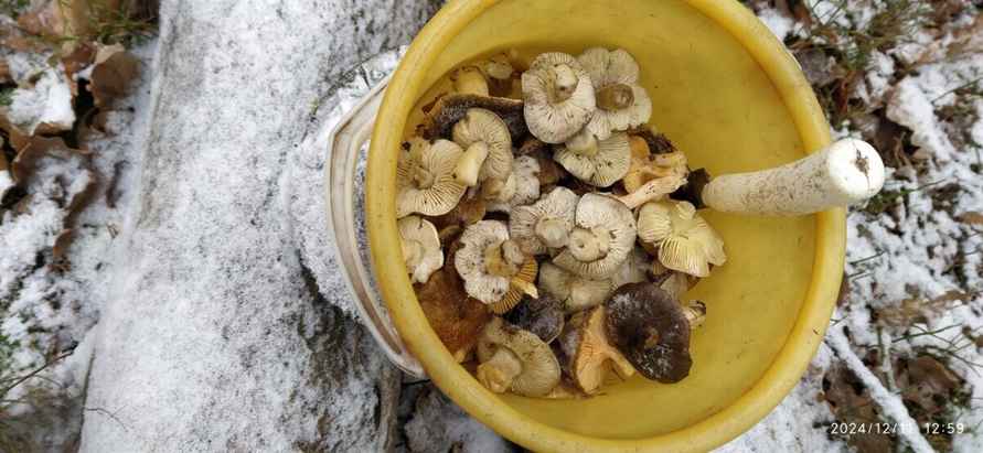 Боровики пошли уже? - Белорусы похвалились, какие грибы собирают в декабре