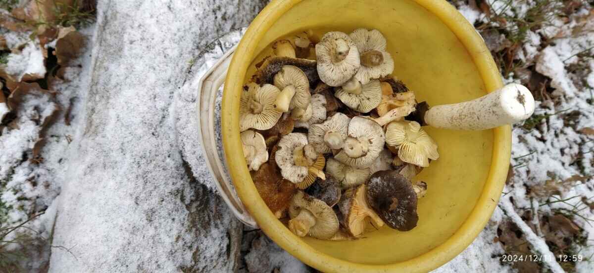 Боровики пошли уже? - Белорусы похвалились, какие грибы собирают в декабре