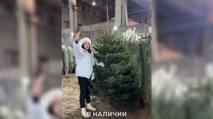 В Минске открылся первый ёлочный базар. Почём само дерево и за сколько доставят до дома?
