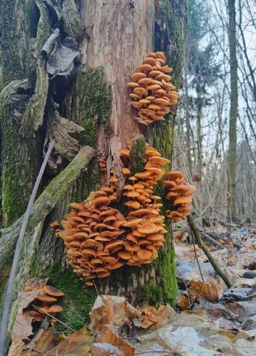 Боровики пошли уже? - Белорусы похвалились, какие грибы собирают в декабре