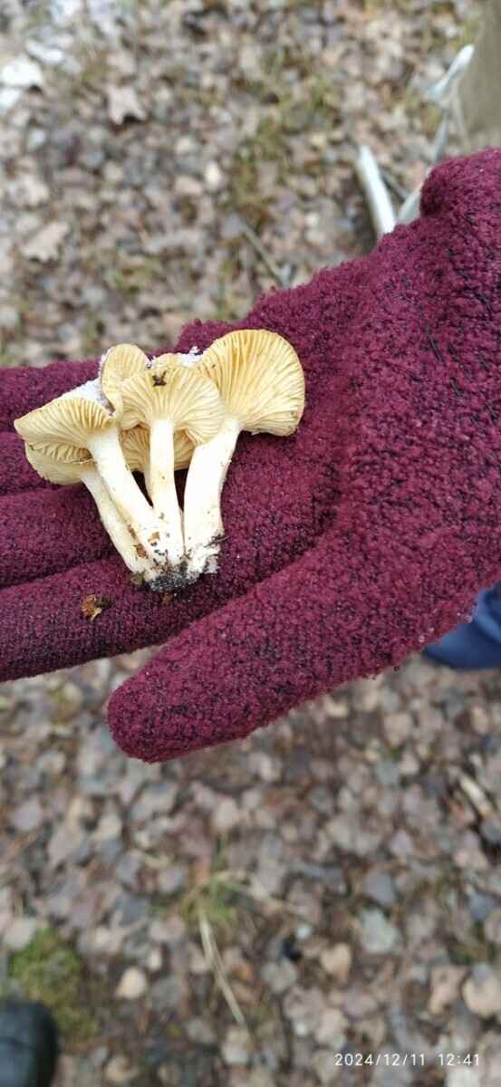 Боровики пошли уже? - Белорусы похвалились, какие грибы собирают в декабре