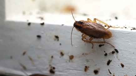 Как избавиться от тараканов «за 2 дня»? Эти проверенные трюки из TikTok справятся не хуже покупных ядов