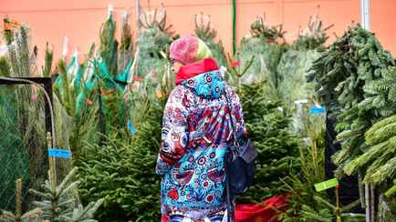 Сколько будут стоить живые ёлки в 2024 году? Лесхозы озвучили цены для всей Беларуси