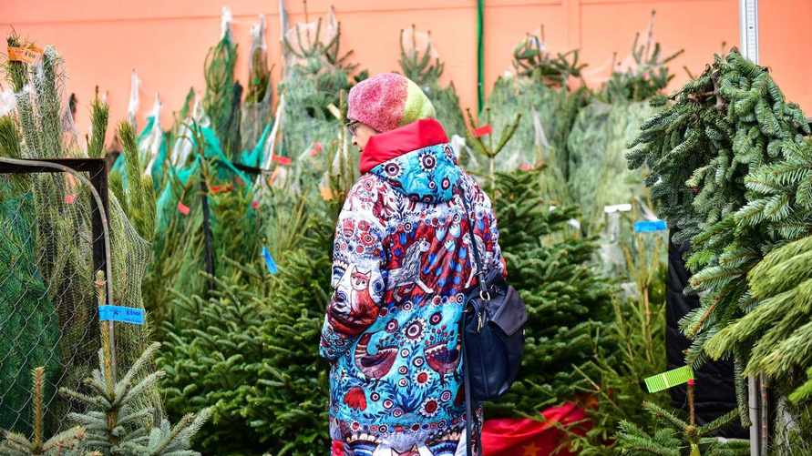 Сколько будут стоить живые ёлки в 2024 году? Лесхозы озвучили цены для всей Беларуси