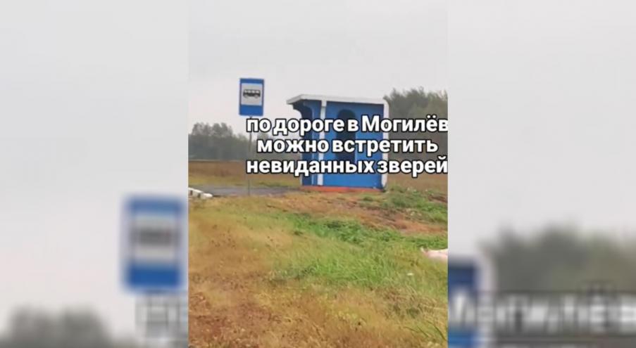 «По дороге в Могилев можно встретить невиданных зверей.