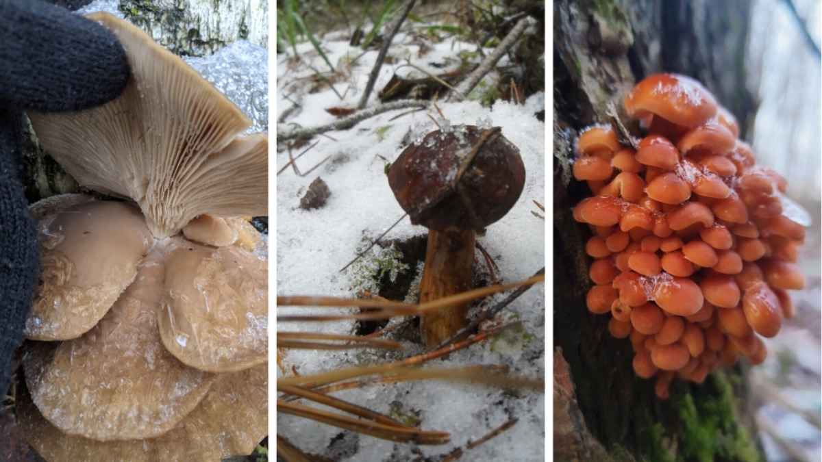 "Боровики пошли уже?" - Белорусы похвалились, какие грибы собирают в декабре