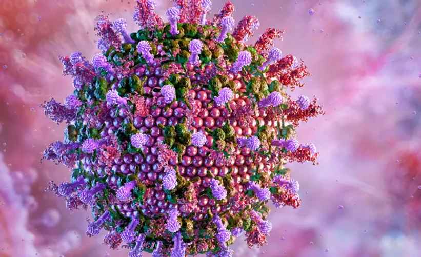 Вирус Хендра