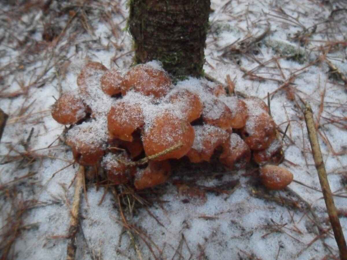 Боровики пошли уже? - Белорусы похвалились, какие грибы собирают в декабре