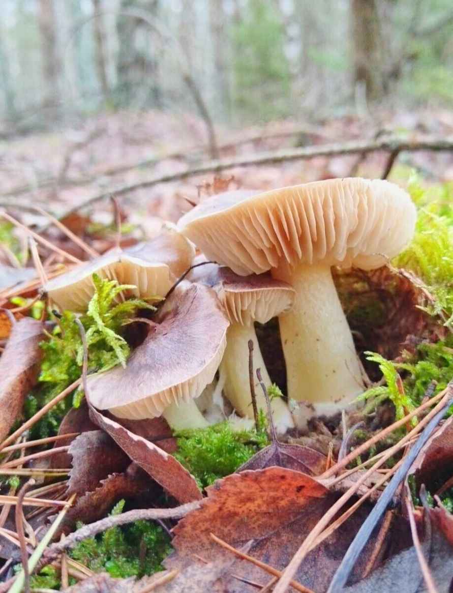 «А подснежников не набрали?» - Белорусы похвастались полными корзинами грибов 1 декабря. Вот какие 6 видов ещё можно найти