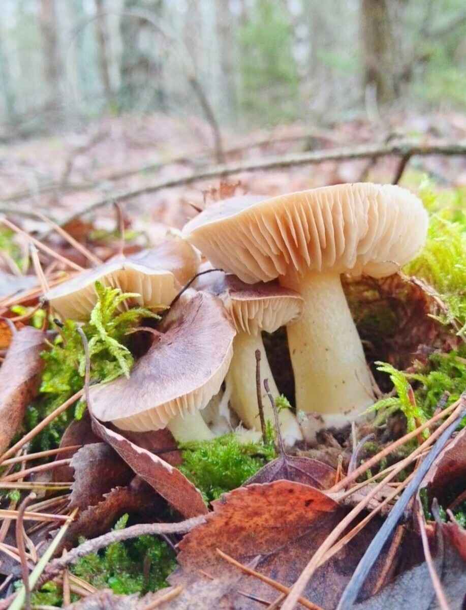 «А подснежников не набрали?» - Белорусы похвастались полными корзинами грибов 1 декабря. Вот какие 6 видов ещё можно найти