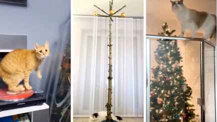 «В глазах вся мировая скорбь» — Люди показали, как защитили ёлки от котов. Чем помогли пылесосы?