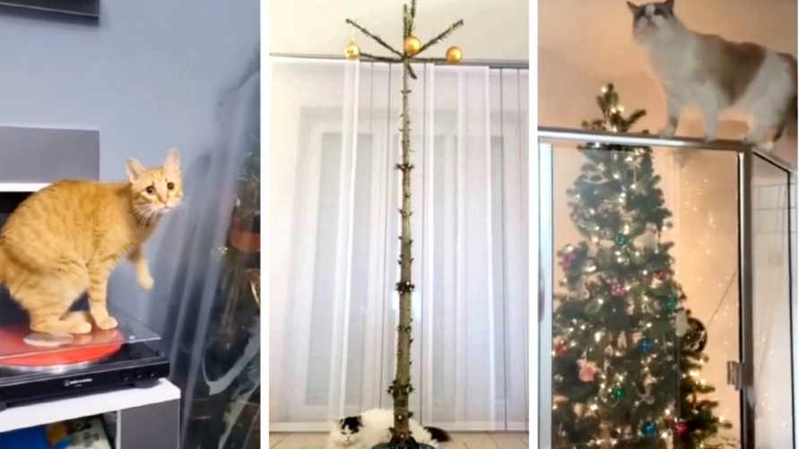 "В глазах вся мировая скорбь" - Люди показали, как защитили ёлки от котов. Чем помогли пылесосы?