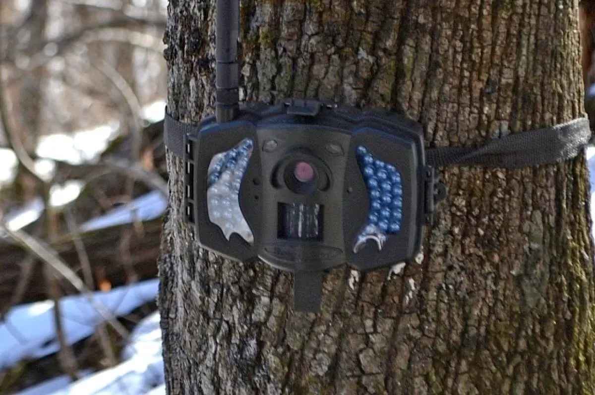 Штраф - до 1200 рублей. Гослесохрана начала 23-дневные рейды по лесам Минщины и не только. Где камеры?