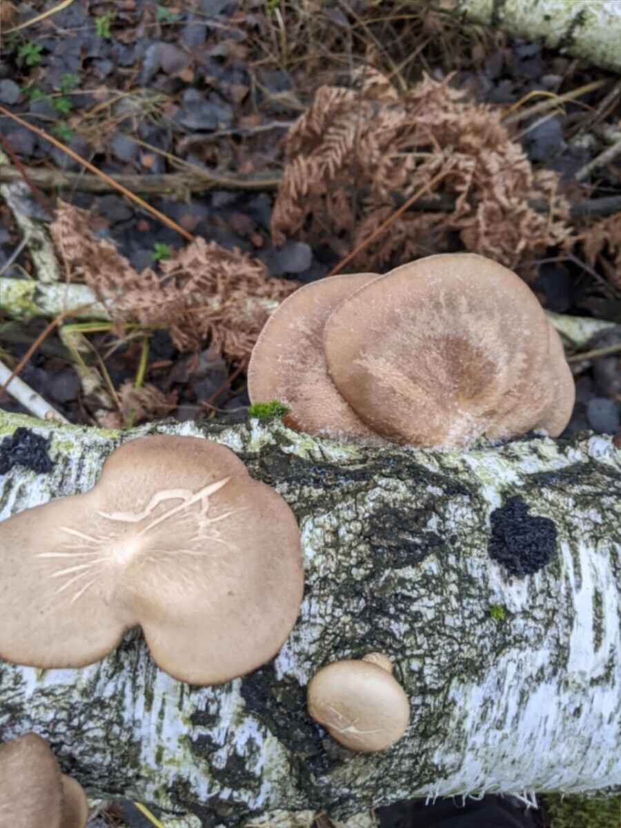 Боровики пошли уже? - Белорусы похвалились, какие грибы собирают в декабре