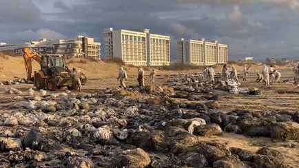 В России из-за разлива мазута в Чёрном море погибли редкие дельфины. Что происходит на берегу курорта Анапы?