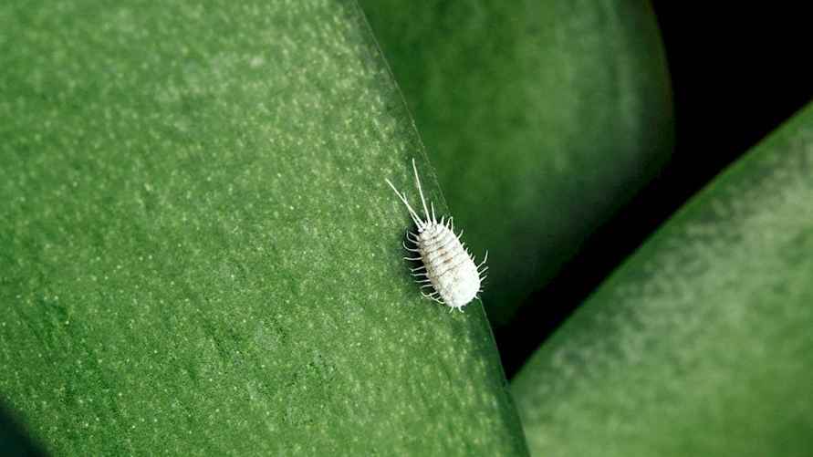 Личинка мучнистого червеца