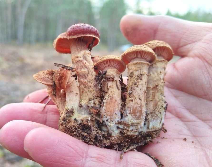 «А подснежников не набрали?» - Белорусы похвастались полными корзинами грибов 1 декабря. Вот какие 6 видов ещё можно найти