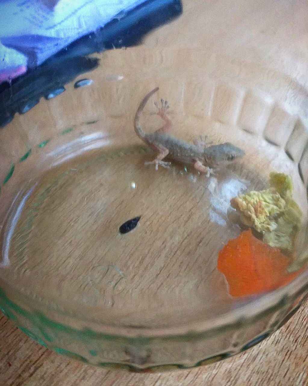 «Почти Чебурашка!» - В Гродно в магазине в ящике с хурмой нашли средиземноморского геккона