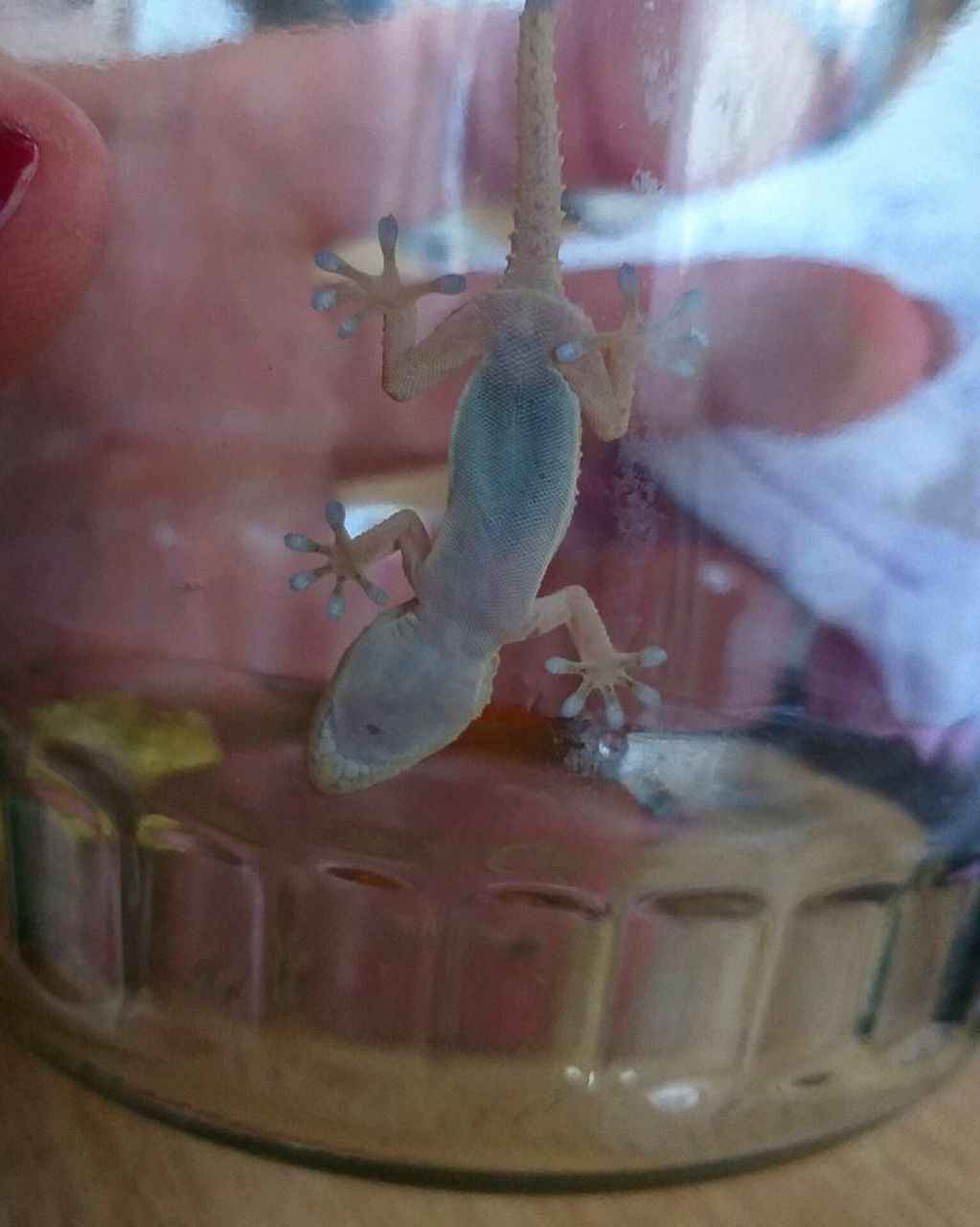 «Почти Чебурашка!» - В Гродно в магазине в ящике с хурмой нашли средиземноморского геккона