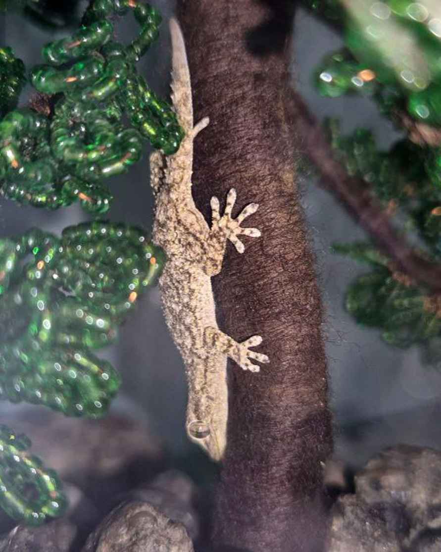 «Почти Чебурашка!» - В Гродно в магазине в ящике с хурмой нашли средиземноморского геккона