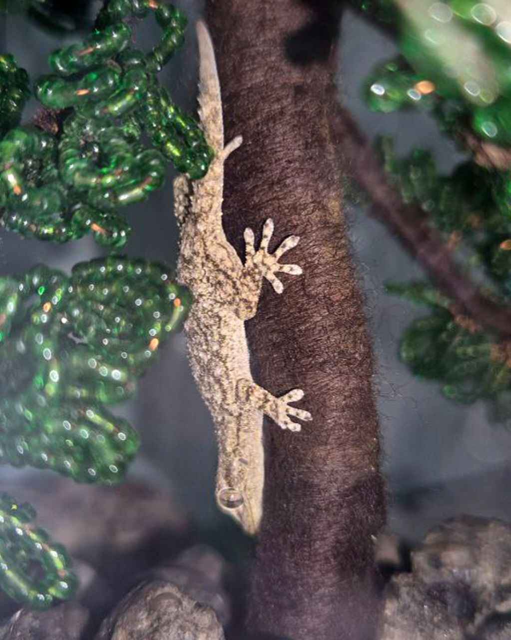 «Почти Чебурашка!» - В Гродно в магазине в ящике с хурмой нашли средиземноморского геккона